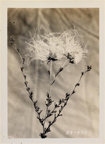 (U.S. DEPARTMENT OF AGRICULTURE--SOIL CONSERVATION) Album with approximately 112 photographs documenting the various species of range